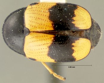 Media type: image; Entomology 9293   Aspect: habitus dorsal view
